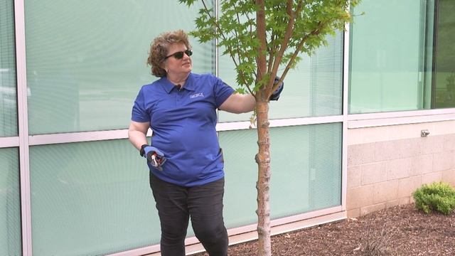 Removing Suckers from a Maple Tree Trunk – This Week in the Garden смотреть онлайн