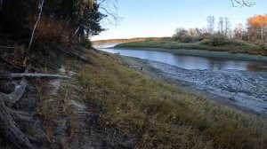 Охота на глухаря с подхода с лайкой, осенью!