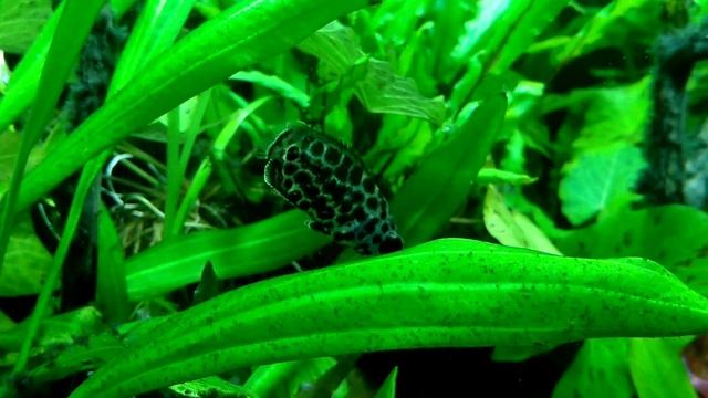 Ктенопома Леопардовая смотреть онлайн