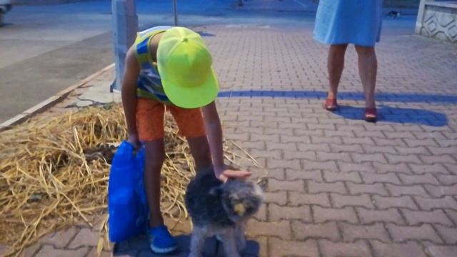 БЕЗДОМНЫХ КОШЕК КОРМИМ В ТУРЦИИ !!! смотреть онлайн