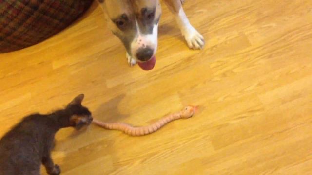 Стаффорд против змеи. Stafford vs snake. смотреть онлайн
