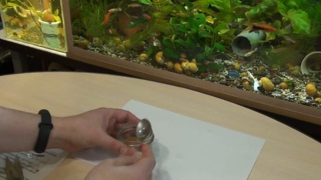 Декапсулированная артемия. Стартовый корм для мальков. Как подготовить для кормления рыбок. смотреть онлайн