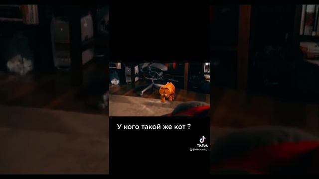 У кого такой же кот? смотреть онлайн