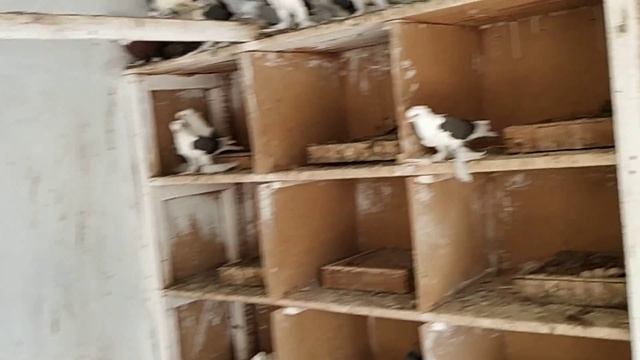 Северокавказские голуби, Оренбургские голуби, Бакинские бойные голуби! смотреть онлайн