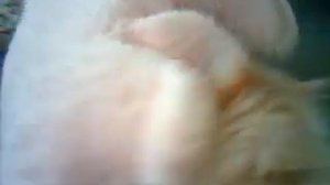 кот - зоофил.3gp