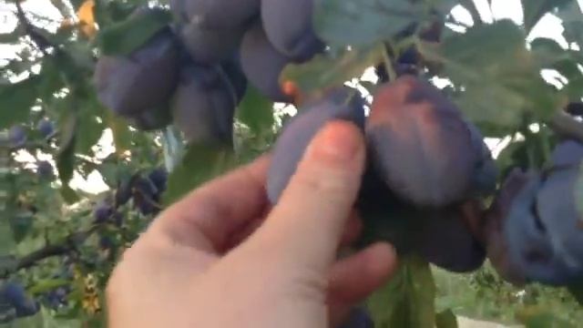 В гостях у кума на даче ? Флаги СССР ? обзор дачи смотреть онлайн