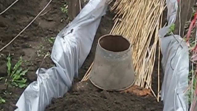 Траншейный метод посадки огурцов. смотреть онлайн