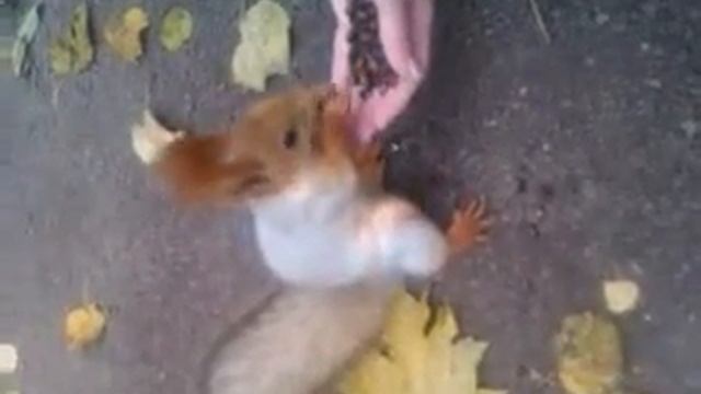 Белочки в Нескучном саду