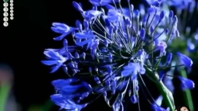 Единственной, родной, неповторимой Мамулечке! смотреть онлайн