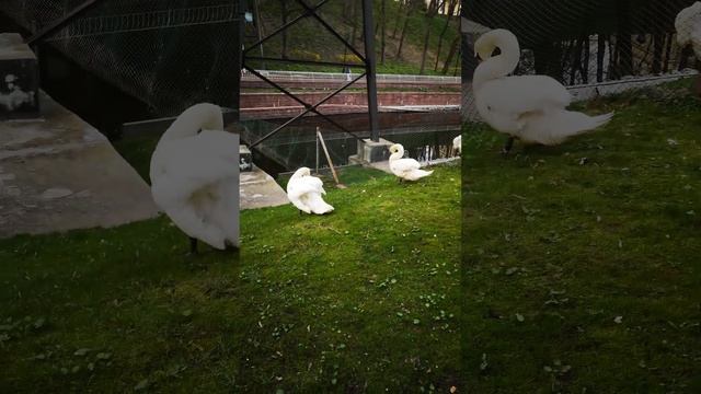 Гомельский парк, кот и лебеди! смотреть онлайн