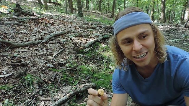 Chanterelle & Jelly Baby Summer Mushroom Hunting смотреть онлайн