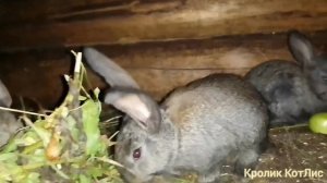ОКРОЛ у кроликов.ПОЧЕМУ КРОЛЬЧИХА СЪЕДАЕТ КРОЛЬЧАТ.