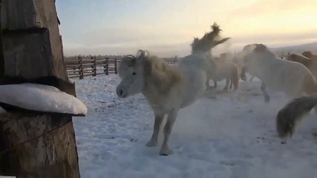 Якутская лошадь - Сахам ата (Ваня Трофимов) смотреть онлайн