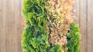 Обработка туи от болезней и вредителей