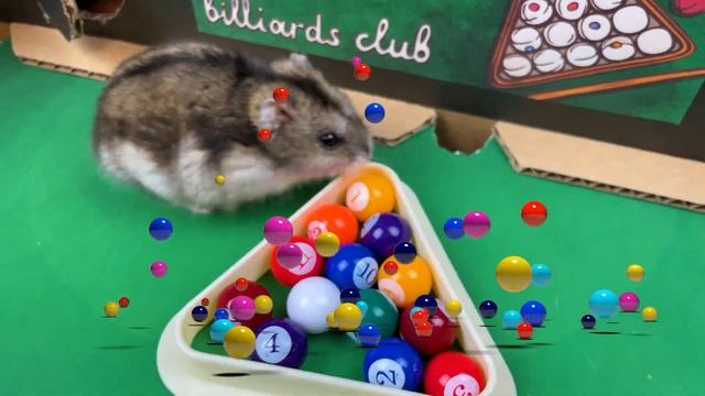 Hamster in Pool Maze | Playground for pets in real life смотреть онлайн