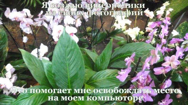 #Аптекарский_огород #Москва смотреть онлайн