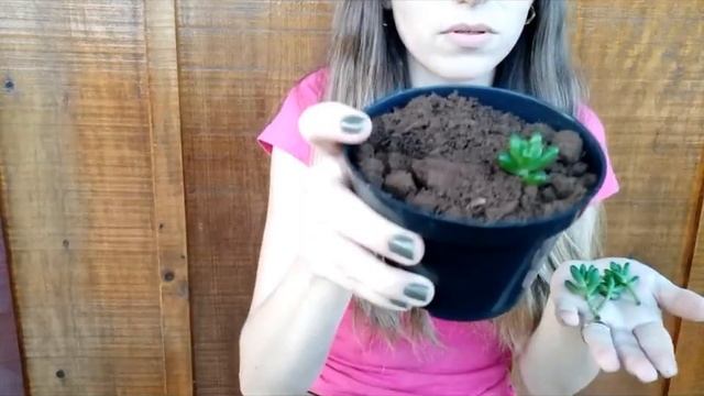 SUCULENTAS: faça mudas de Sedum Rubroctitum e Graptosedum Francesco Baldi- смотреть онлайн