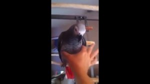 Попугаи! Приколы про попугаев! Смешные попугаи!