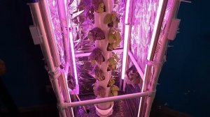 Вертикальная гидропоника