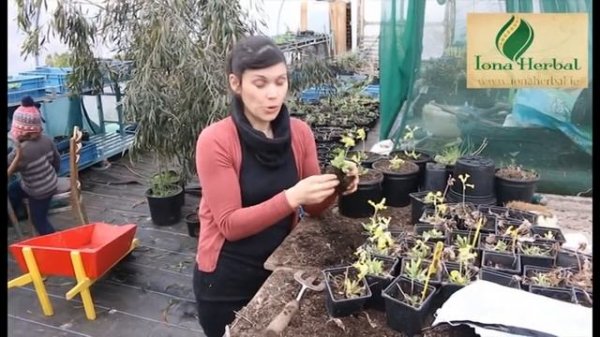 Medicinal Uses of Primrose (Primula veris)