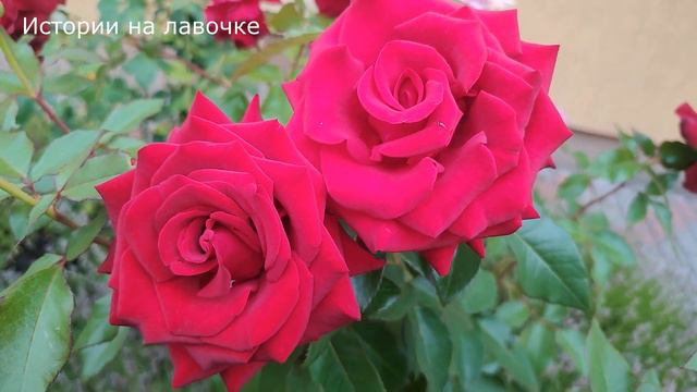 👌 Свекровь отдыхала и жила за мой счет, но я вовремя все это поняла и ... смотреть онлайн