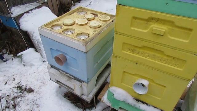 зачем убирать улей ППУ на зиму в зимовник, если улей теплый и можно зимовать пчелам на воле смотреть онлайн