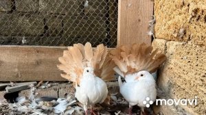 Голуби Павлины, индийские Павлины. Продажа Крым Нижнегорский район