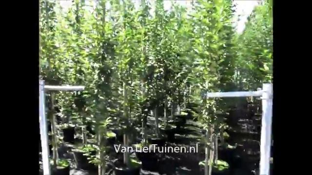 Carpinus bet 'Fastigiata' смотреть онлайн