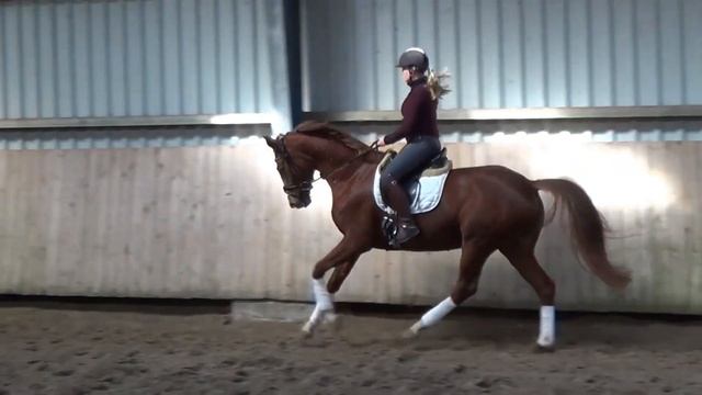 Dancier x Dimaggio Stute 2018 смотреть онлайн