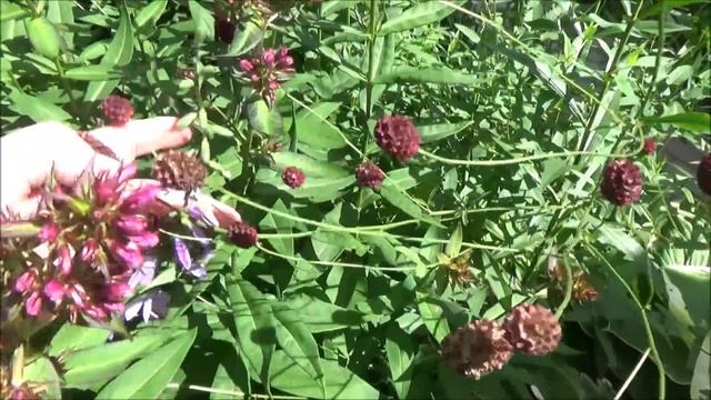 ///За газом//Фикс Прайс в Электрогорске//Текстиль для дачи - Любимый Василек//Торт для мамы/// смотреть онлайн