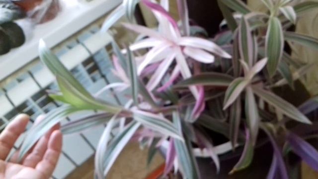 деревенский обед . обычный зимний день.