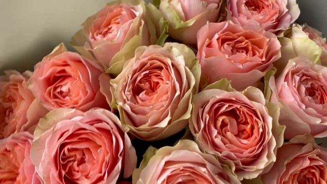 Букет из 15 роз Лос Кристианос смотреть онлайн