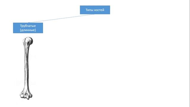 Урок №7 "Строение, рост, развитие и химический состав костей. Типы костей и их соединение" смотреть онлайн