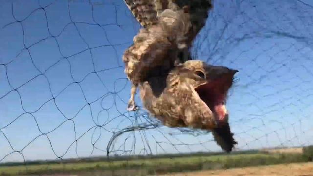 Попалась не обычная птица (козодой) смотреть онлайн