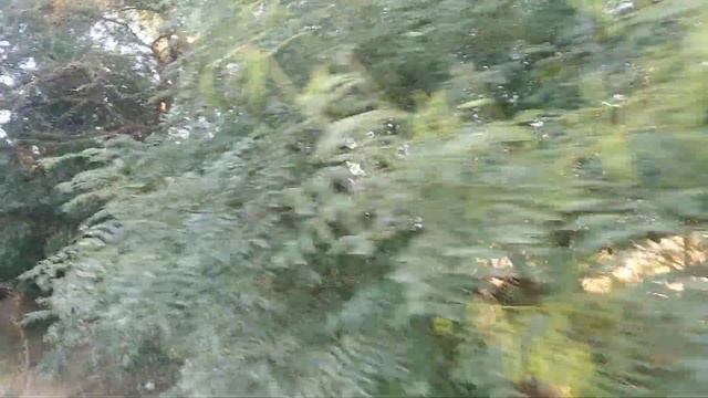 Софора японская уже практически отцвела. смотреть онлайн