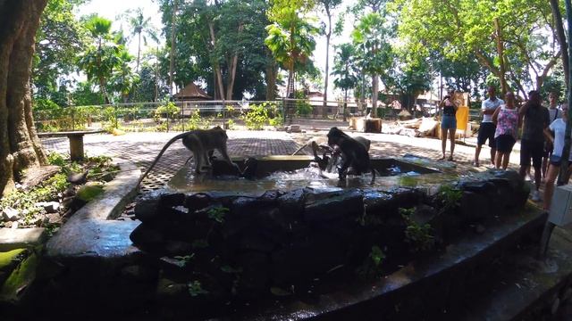 Indonesia | Summer travel to Borneo, Java, Bali, Lombok & Sulawesi смотреть онлайн