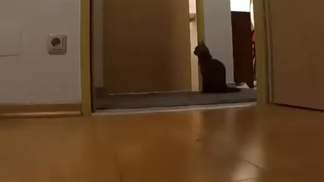 Когда оставили кота одного дома смотреть онлайн