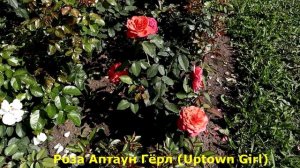 Цветение роз первого года посадки. 7 РОЗ - с первого сезона в мои фавориты!