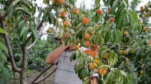 Персик Елгавский обзор сорта