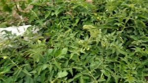 Монгольский Карлик сорт помидор