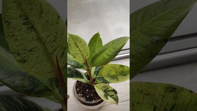 Фикус эластика Шривериана Муншайн (Ficus elastica Shrivereana) смотреть онлайн