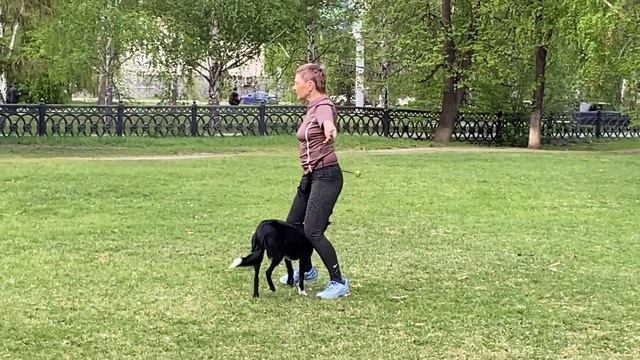 Как научить собаку командам Дрессировка собаки Танцы с собакой Брина. Элементы. 16.05.2023 г. смотреть онлайн