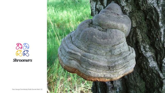 Zunderschwamm (Fomes fomentarius) | Wissenschaftliches Pilzprofil | Shroomers смотреть онлайн