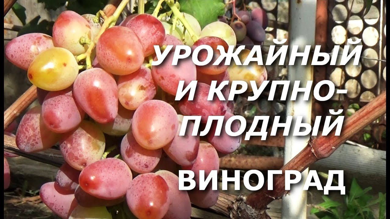 Высокоурожайный и крупноплодный виноград, 2 часть смотреть онлайн