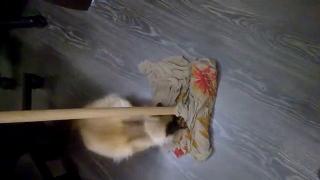 Кота "прёт". смотреть онлайн