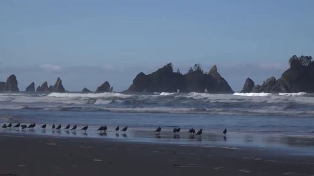 Форкс, Вашингтон|Forks, Washington, La Push, Tree Root Cave