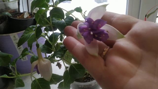 Фуксия Маринка и Квазар смотреть онлайн