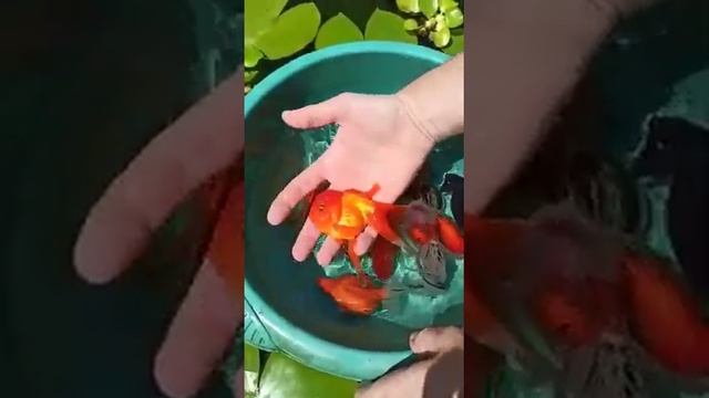 Золотая рыбка #золотаярыбка смотреть онлайн