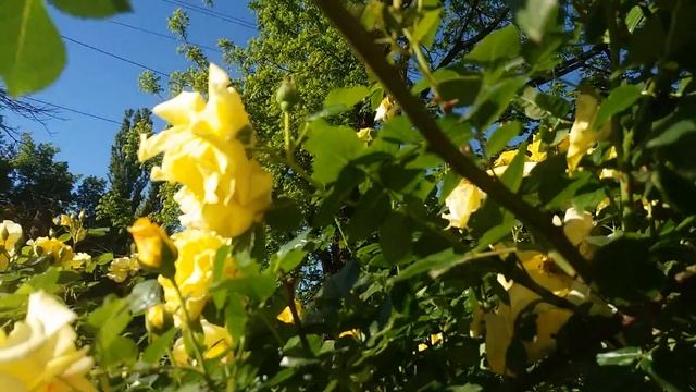 МОЙ ЛЮБИМЫЙ ПАЛИСАДНИК! МОЯ ЛЮБИМАЯ! АРОМАТНАЯ! БЛАГОУХАЮЩАЯ! ЧАРУЮЩАЯ ЖЕЛТАЯ РОЗА! смотреть онлайн