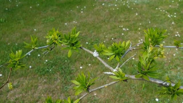 Gleditsia triacanthos 'Goofy' dřezovec trojtrnný смотреть онлайн
